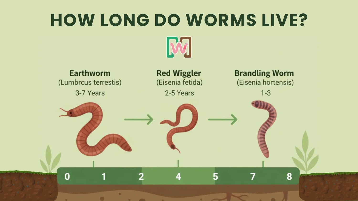 How Long Do Worms Live