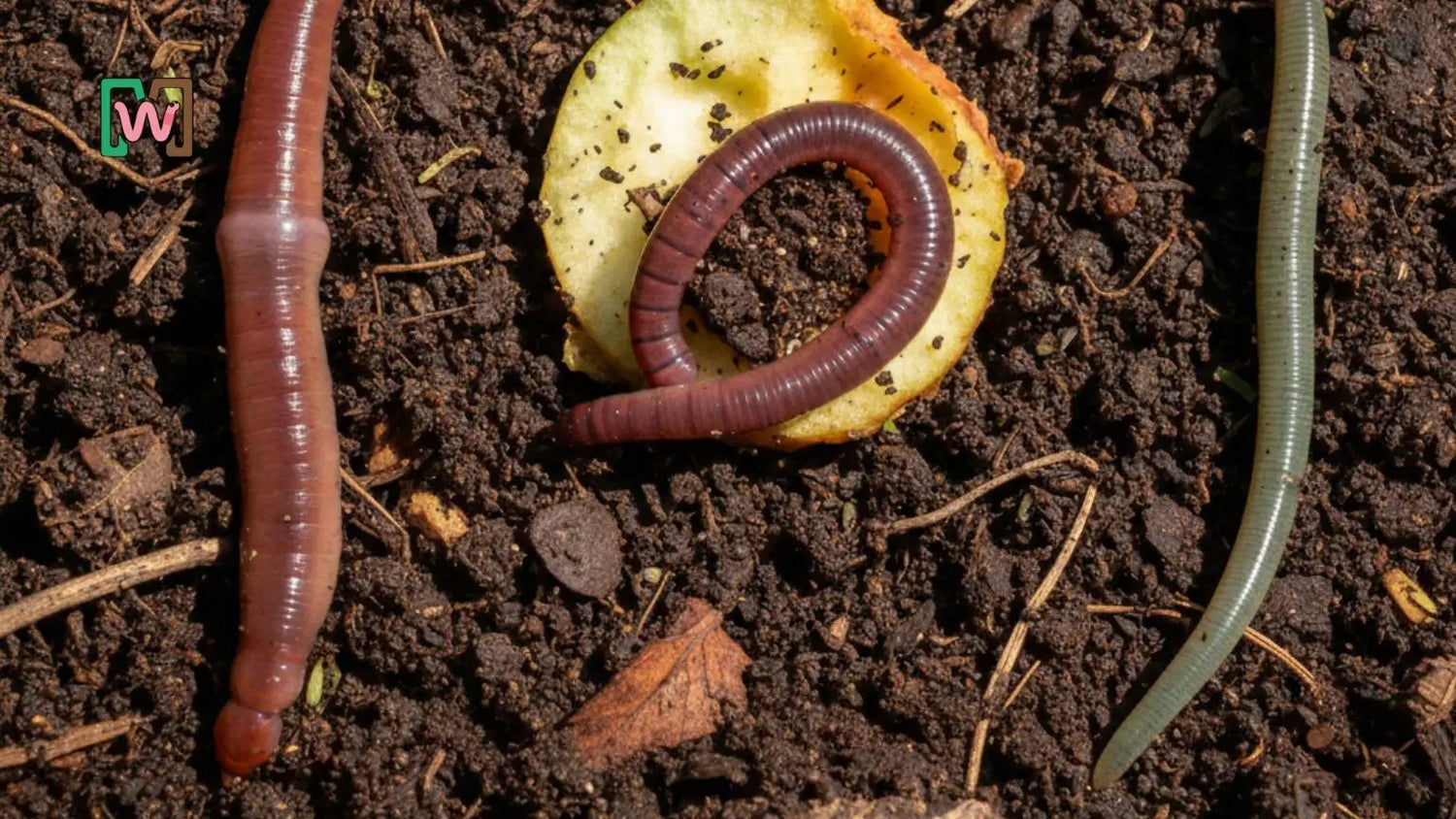 Types of Soil Worms