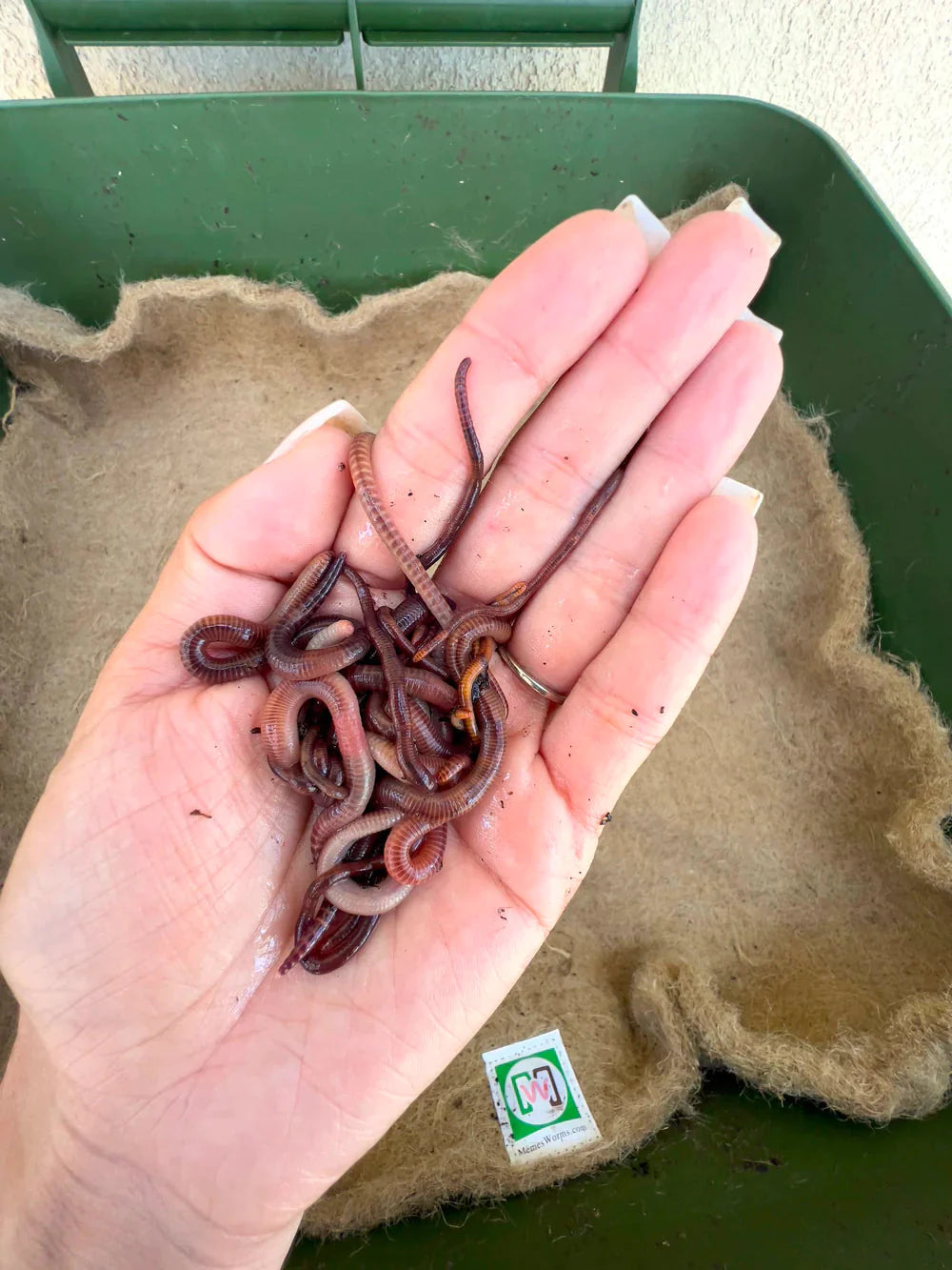 optimizing-worm-bedding-for-maximum-vermicomposting-success