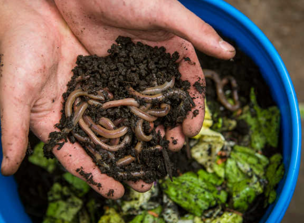 What To Feed Worms