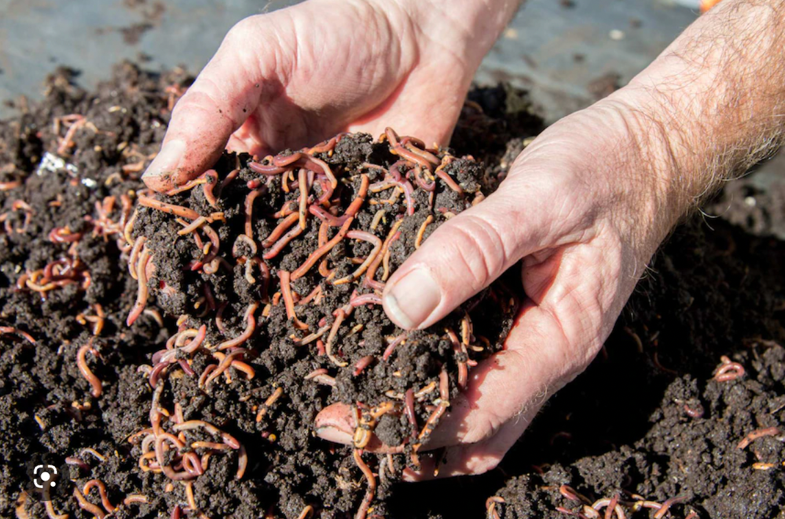 Title:Ultimate Guide: How to Start A Worm Farm on a Shoestring Budget