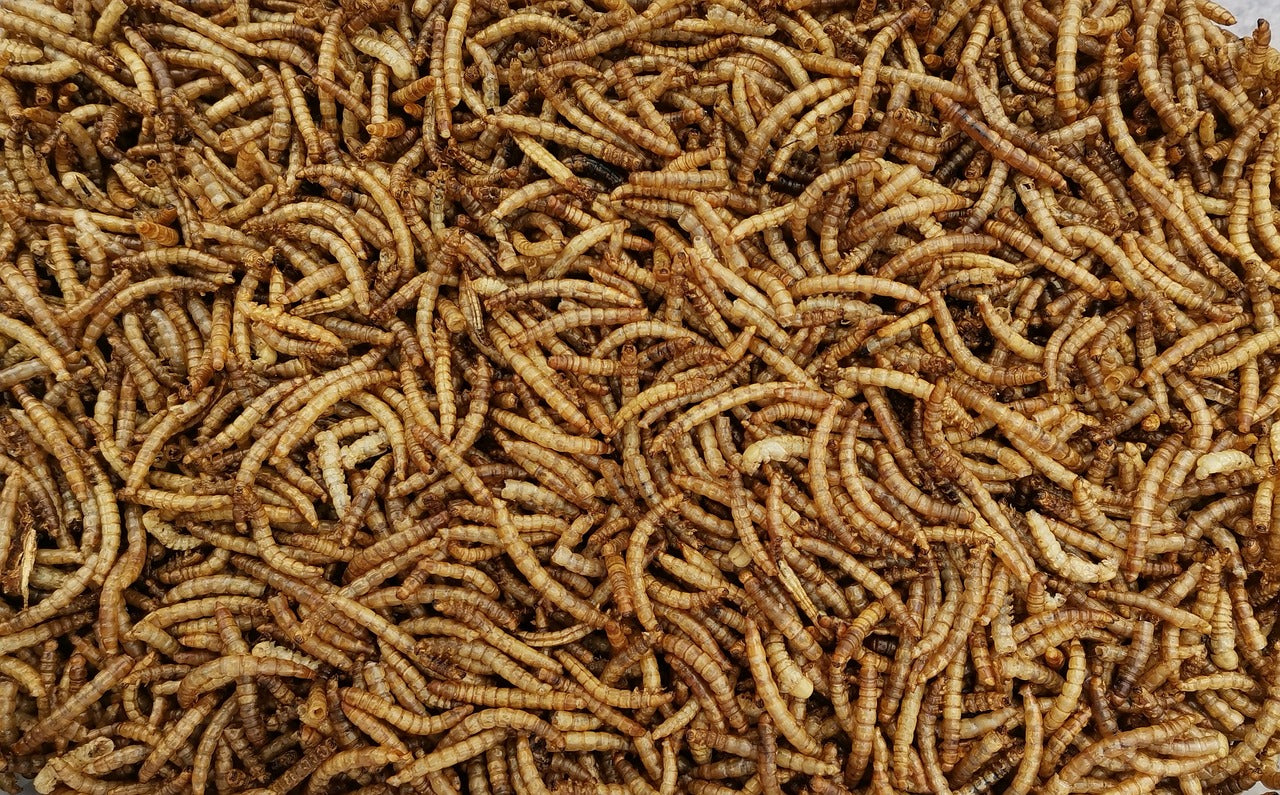 How to Store Your Mealworms