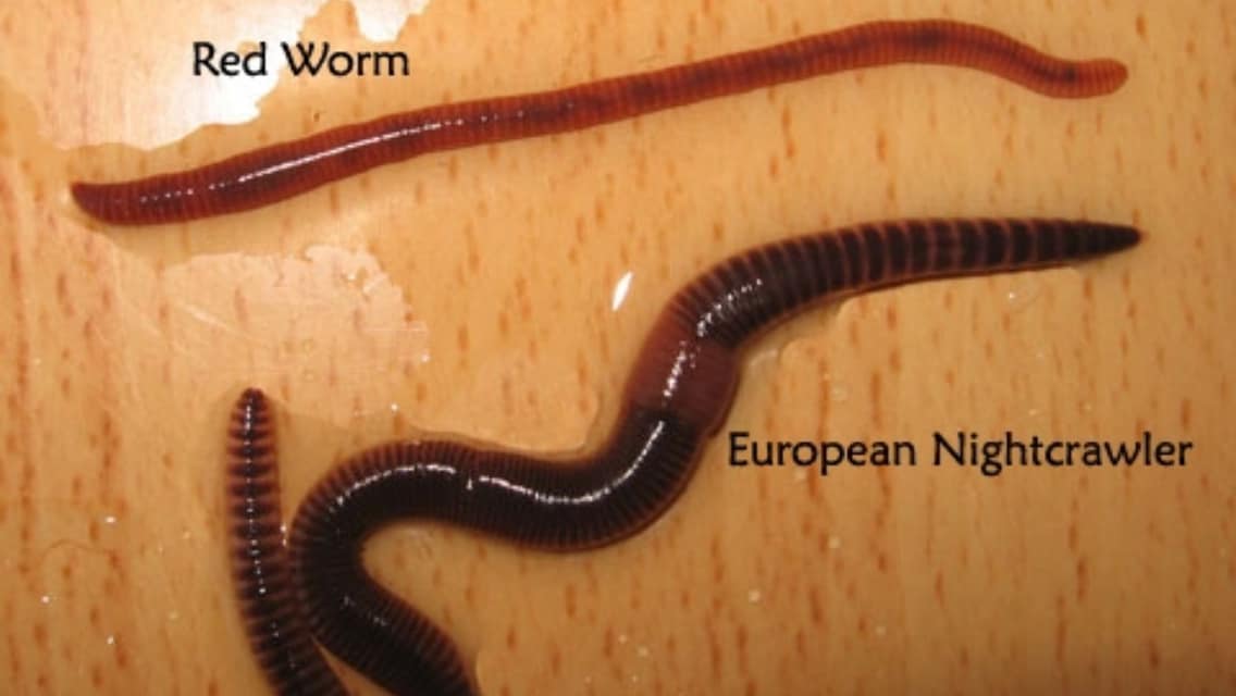 Red Worms Vs Nightcrawlers Fishing: Which Bait Catches More? Red Worms Vs Nightcrawlers Fishing: Which Bait Catches More?