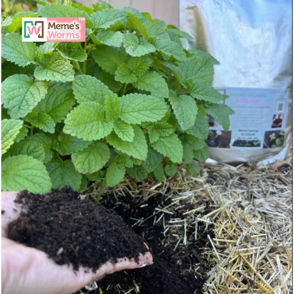 Organic Worm Castings For Sale