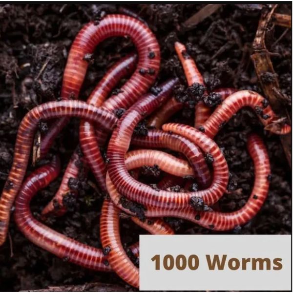 Kit de lombricompostaje para principiantes