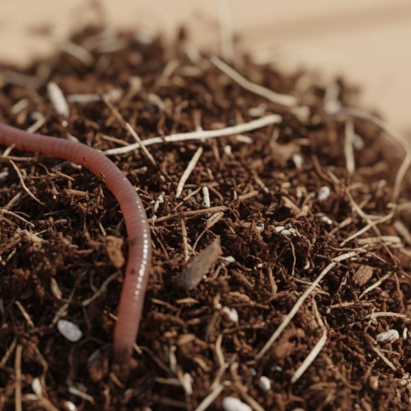 Mezcla de vermifusión Memes para lecho de lombrices