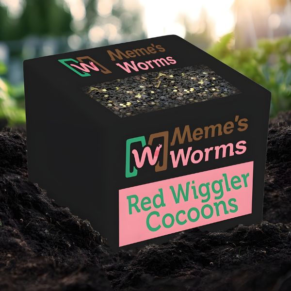 Worm Cocoons Red Wiggler Composting Worms Eisenia fetida