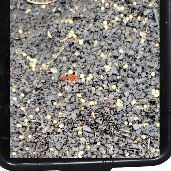 Worm Cocoons Red Wiggler Composting Worms Eisenia fetida