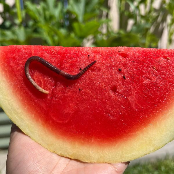 Red Wiggler Composting Worms – Eisenia Andrei for Vermicomposting, Soil Health, and Organic Gardening