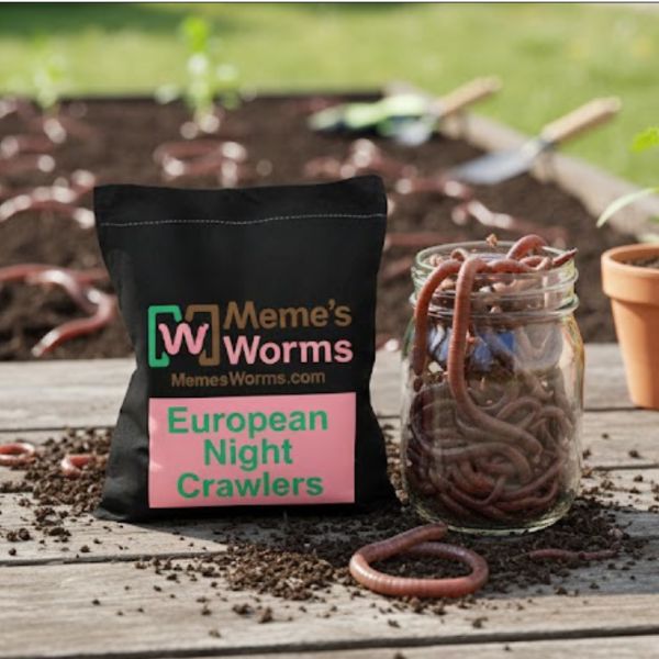 bulk european nightcrawlers