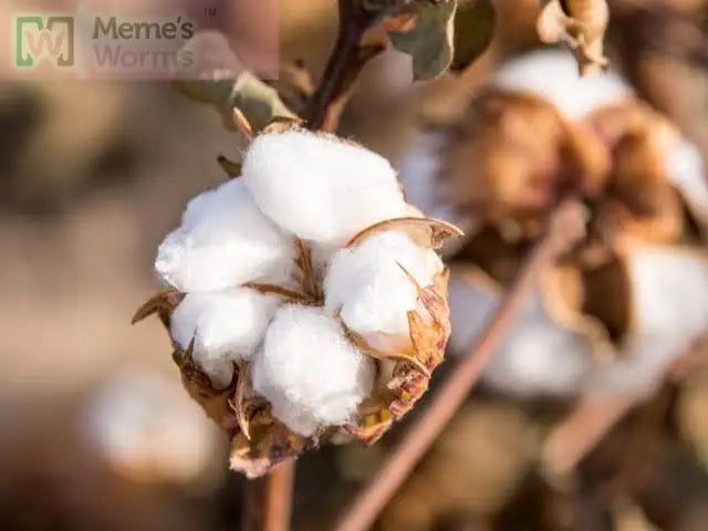 Cotton Meme's Worms