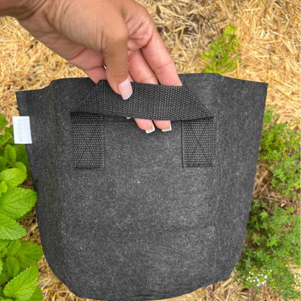 Esienia fiteda composting worms