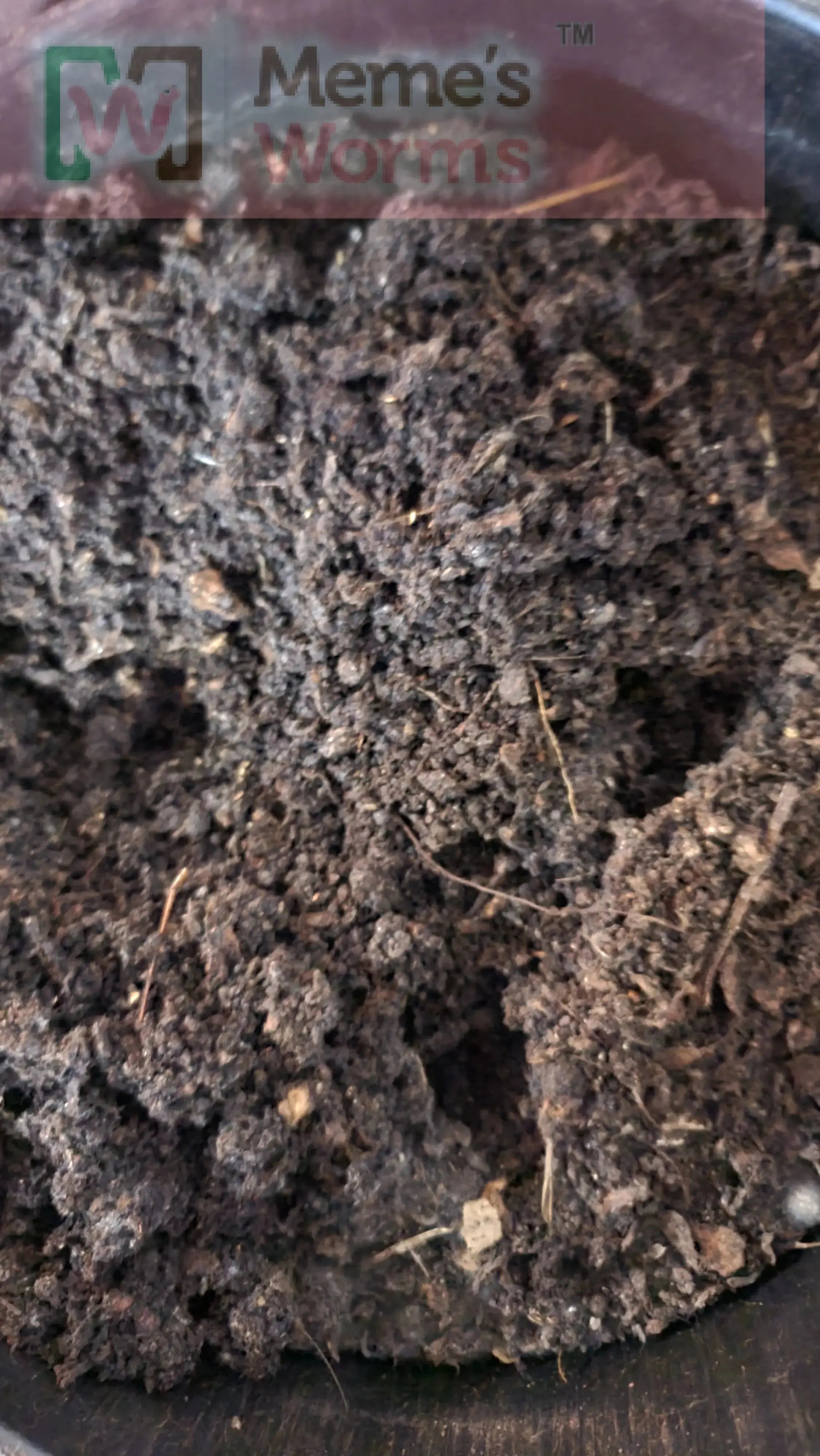 Meme's Worms