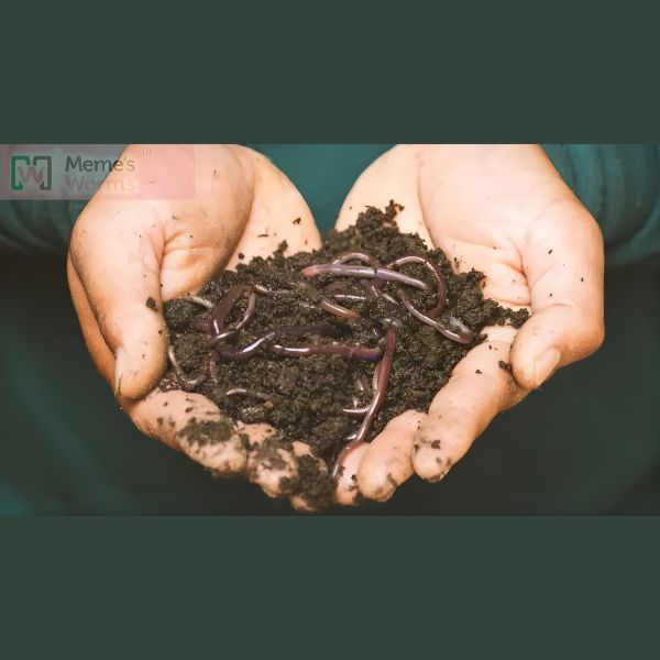 Ready-to-Go Ecosystem with Esienia fiteda composting worms