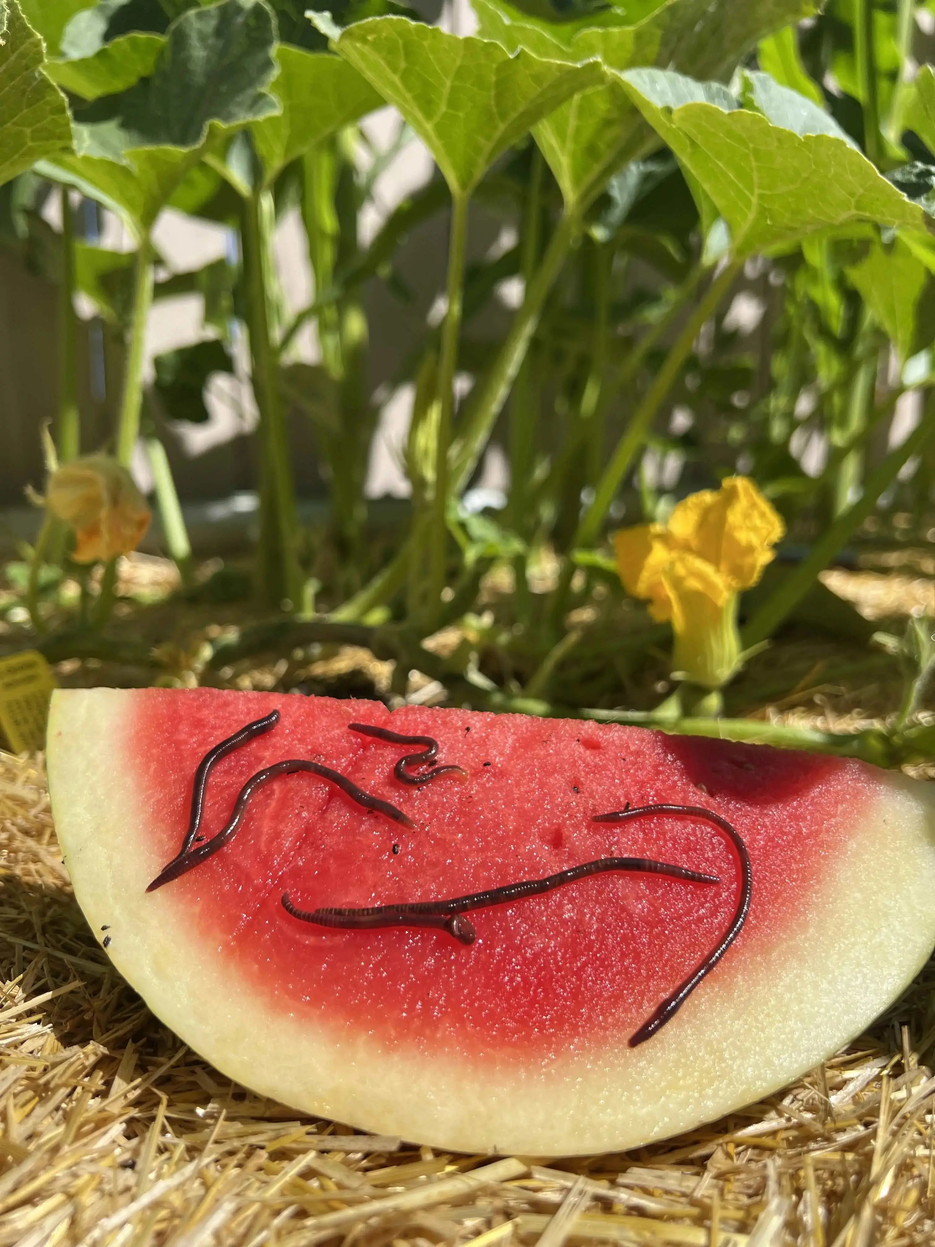 Red Wiggler Composting Worms (SC)