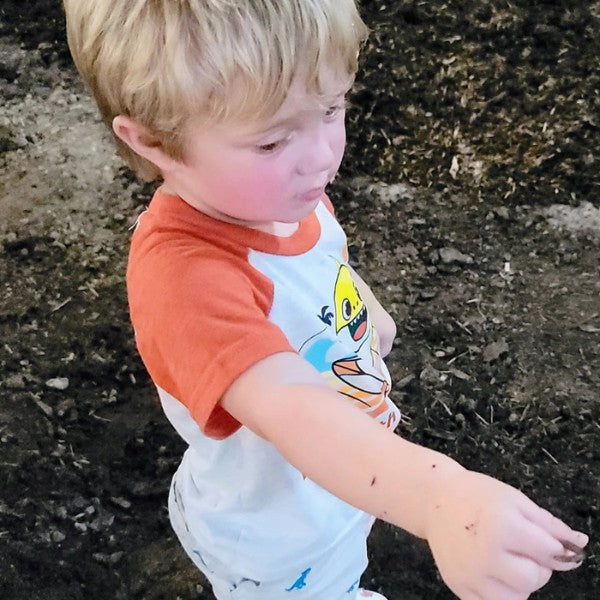 Red Wiggler Composting Worms