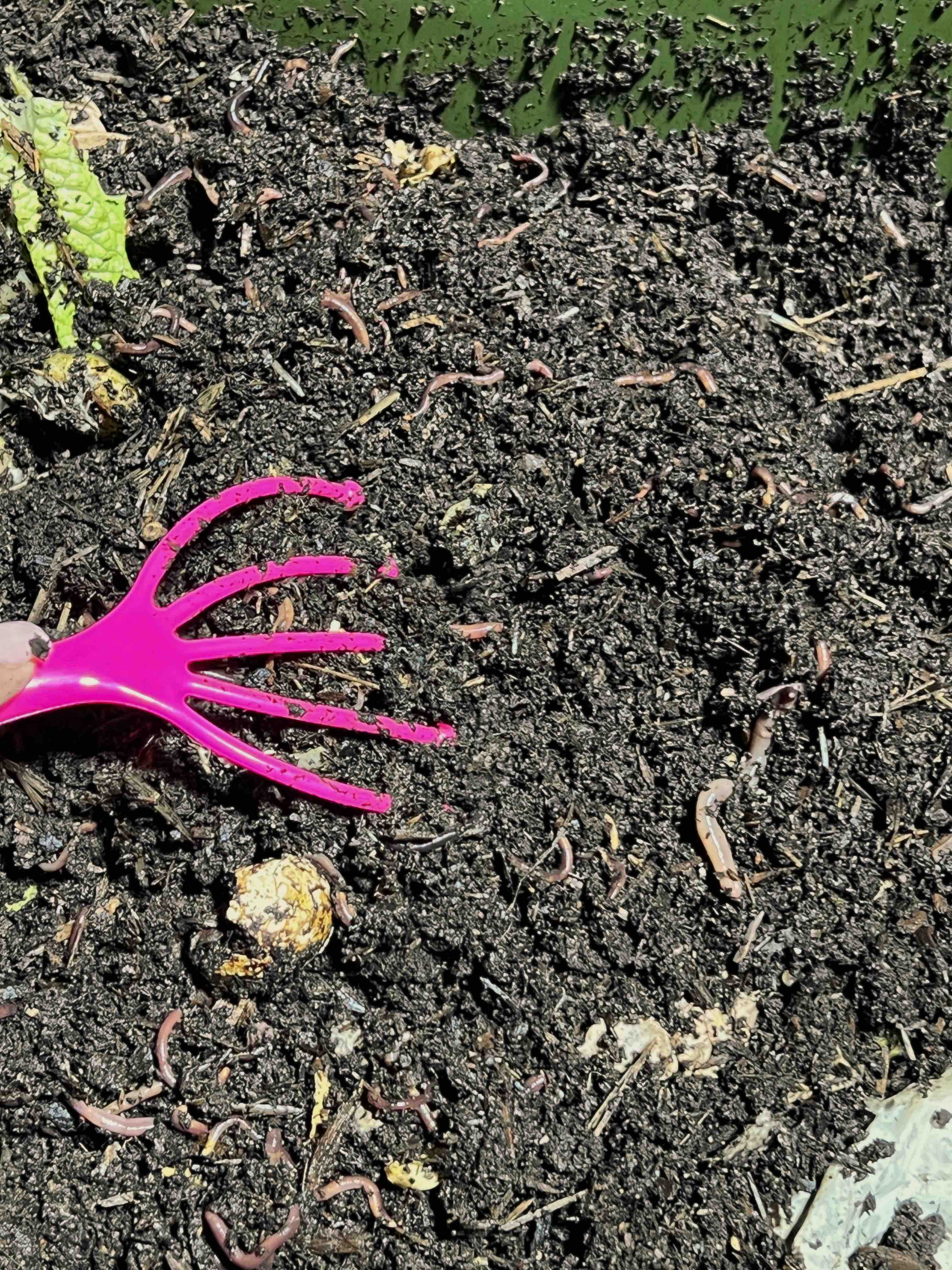 Worm Worms