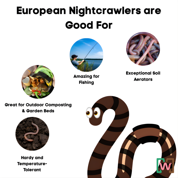 benefits of european nightcrawlers