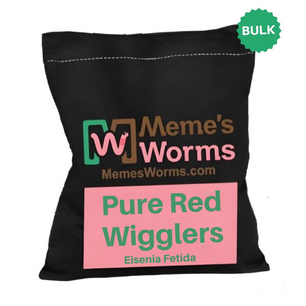 bulk pure red wigglers eisenia fetida