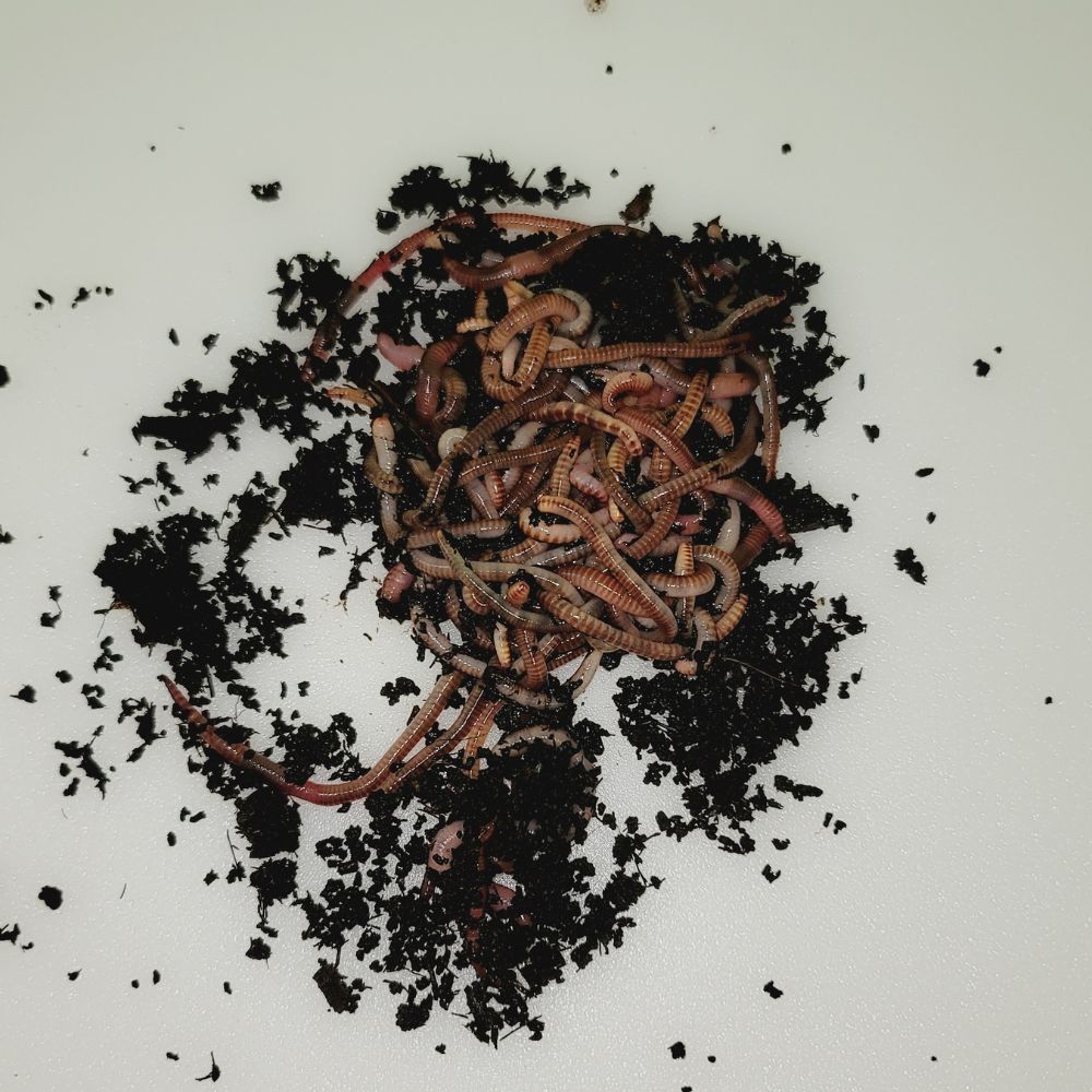 european nightcrawlers for sale