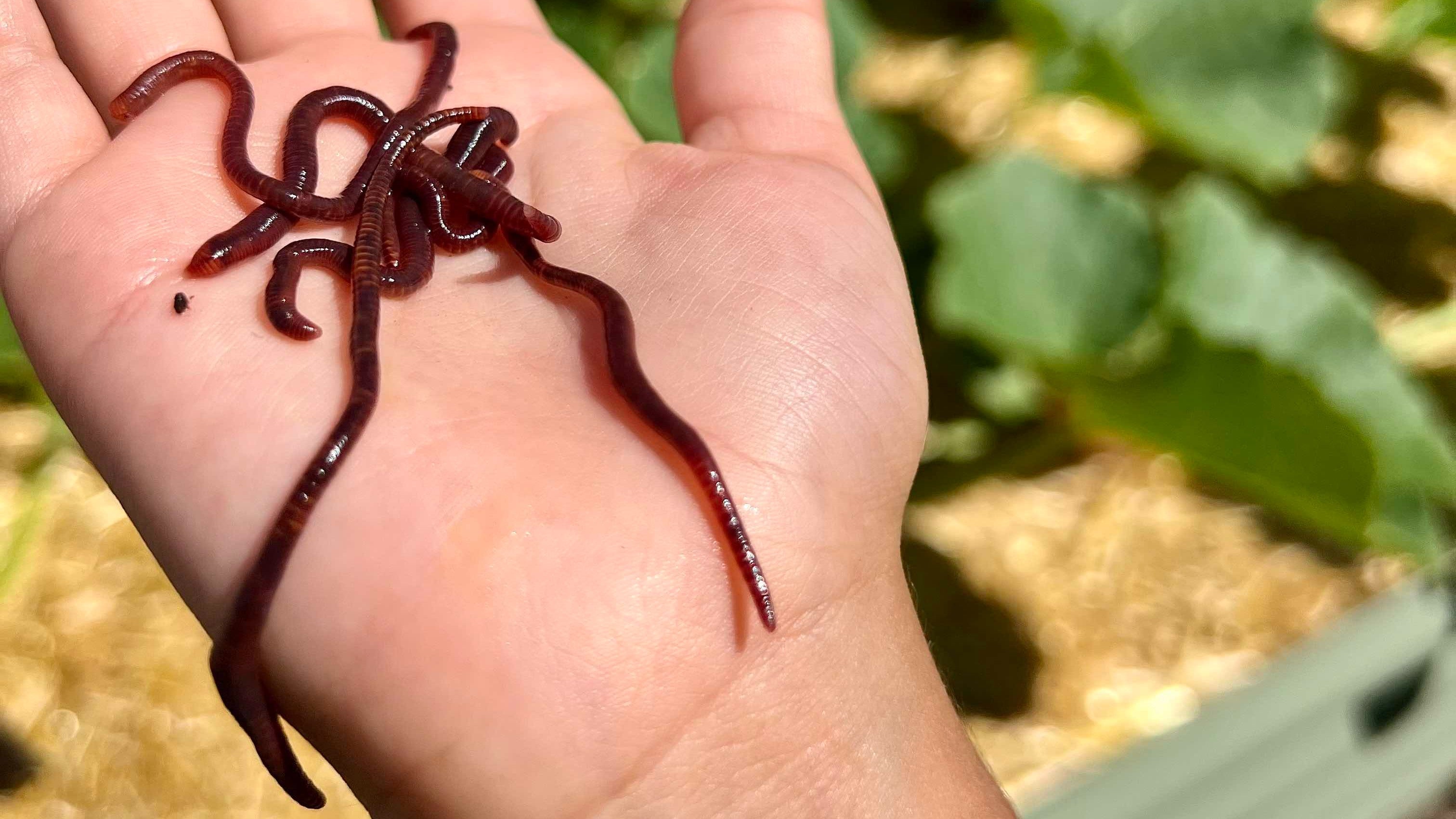 red wiggler wide