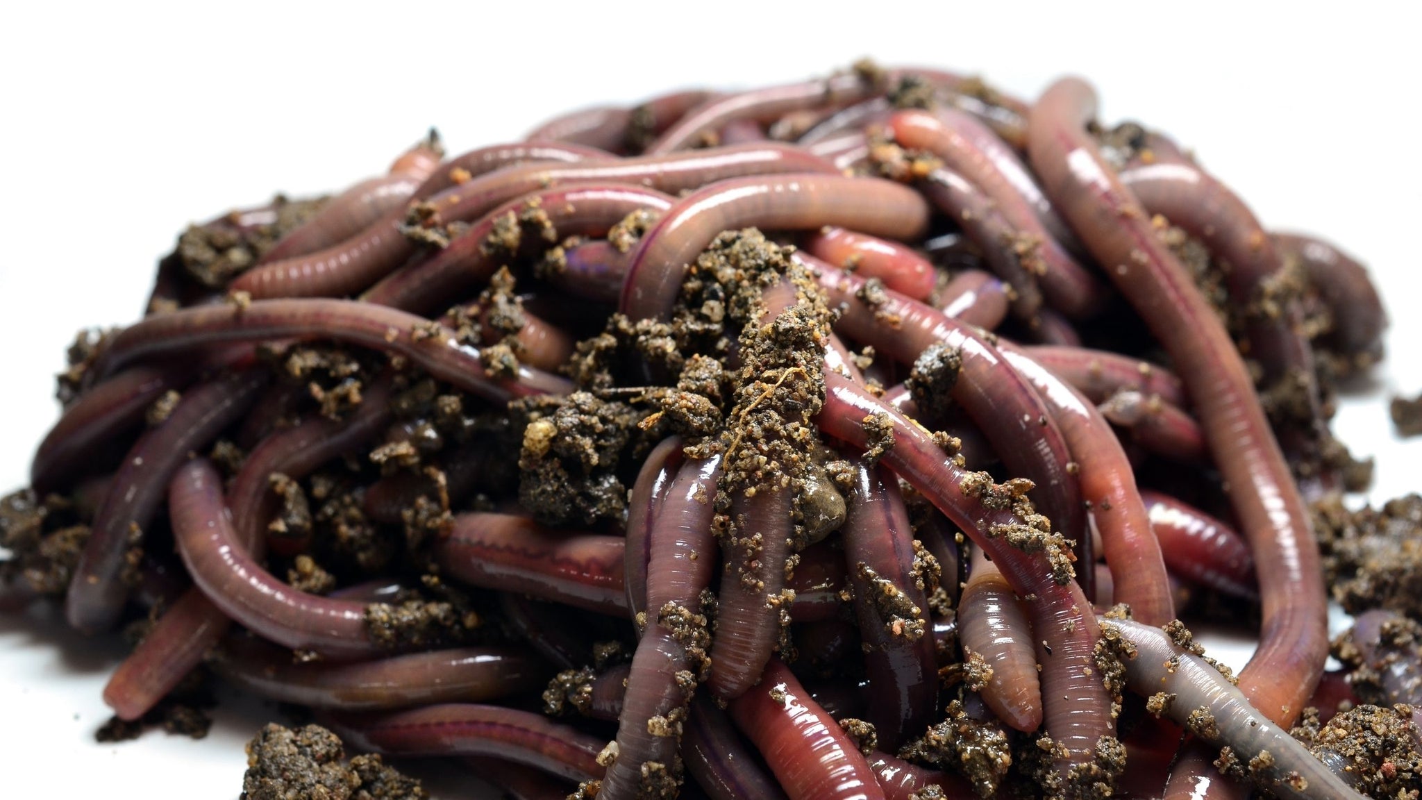 Red Wigglers For Sale