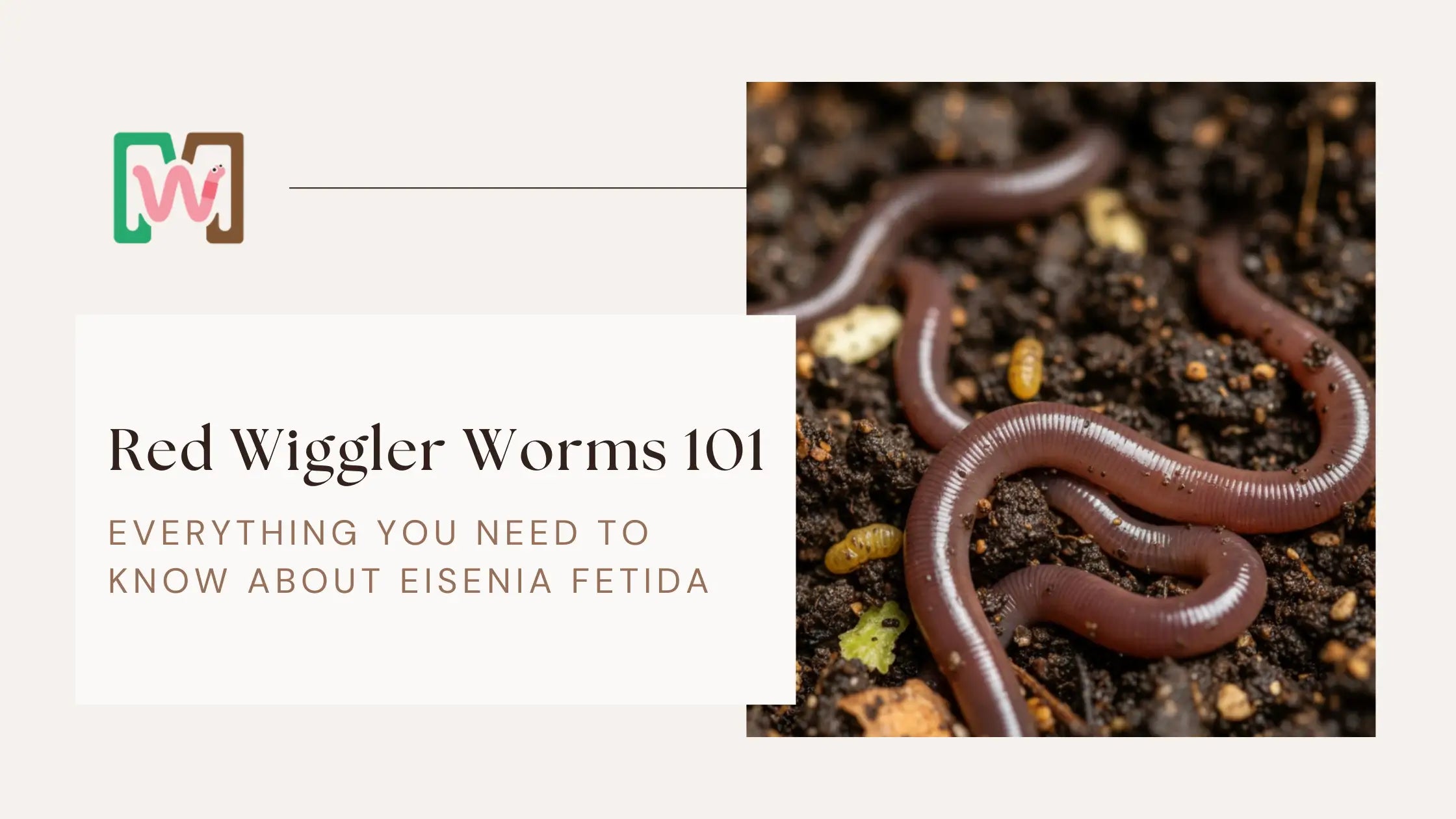 Red Wiggler Worms 101