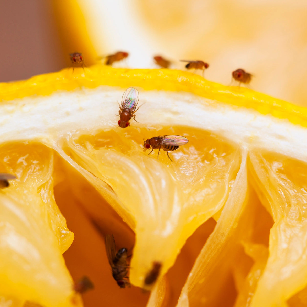 How to Prevent and Eliminate Fruit Flies in the Worm Bin