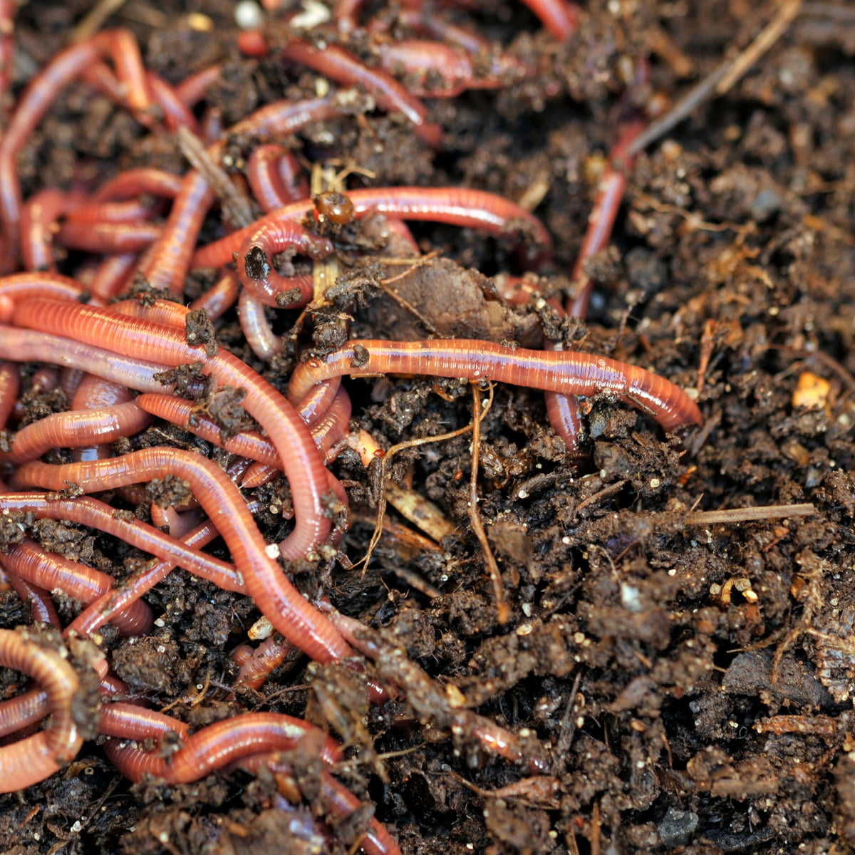 Red Wiggler Bait