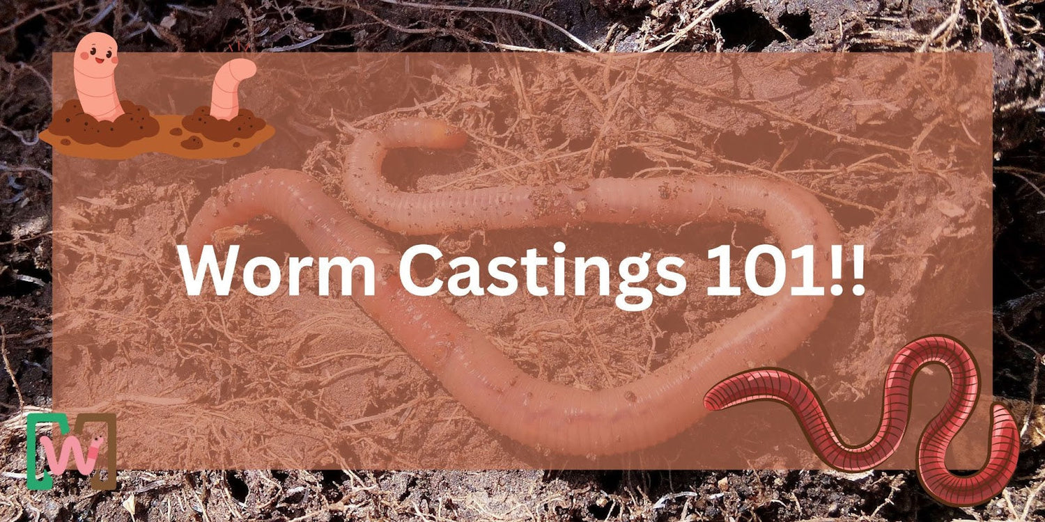 Worm Castings 101: What They Are and Why Gardeners Swear by Them