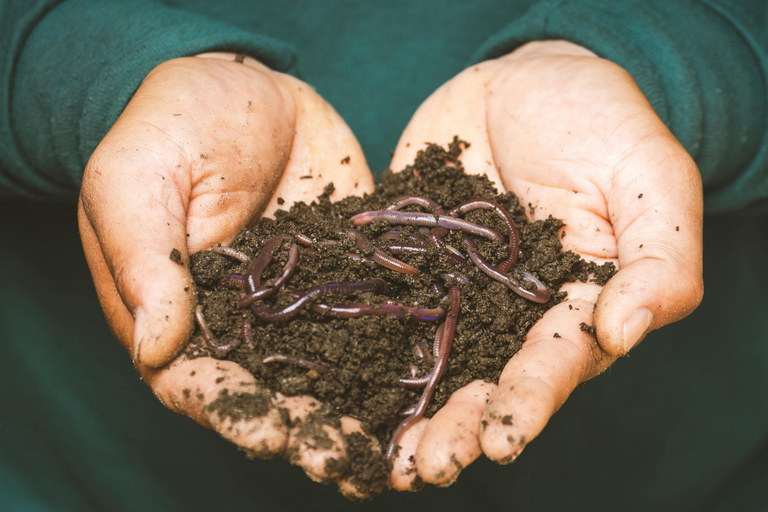 Guide-to-the-6-Most-Common-Worm-Bin-Problems-and-How-to-Solve-Them Meme's Worms