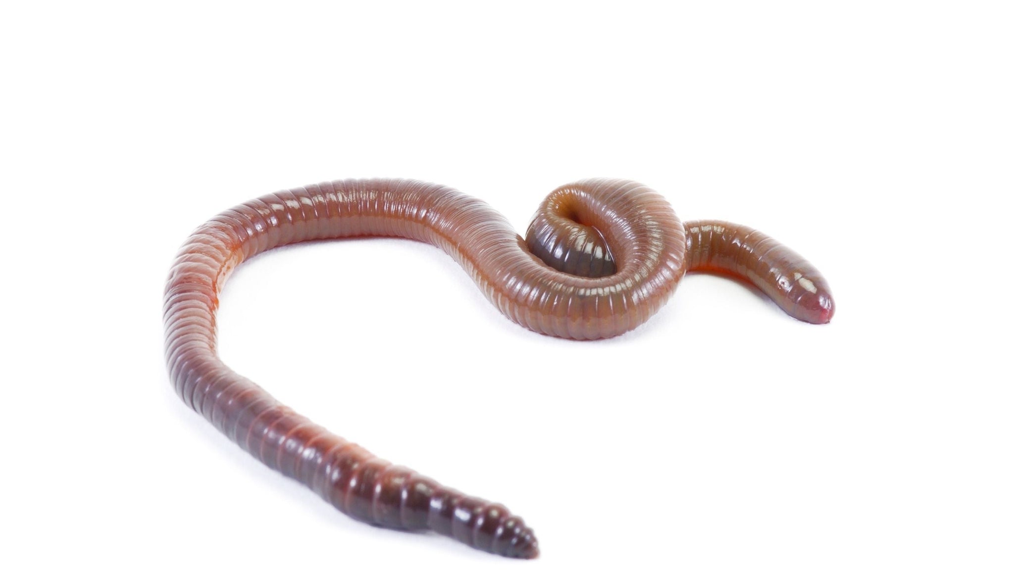European Nightcrawlers for Sale - Buy Standard & Bulk European Earthworms