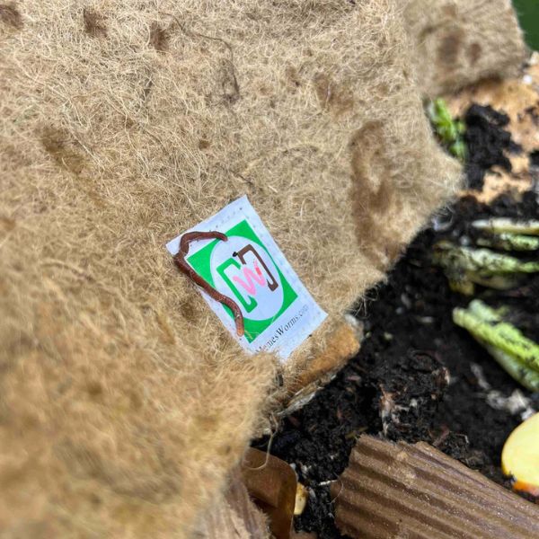 Composting Worm Mix -Red Wigglers and European Nightcrawlers