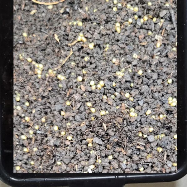 Worm Cocoons Red Wiggler Composting Worms Eisenia fetida