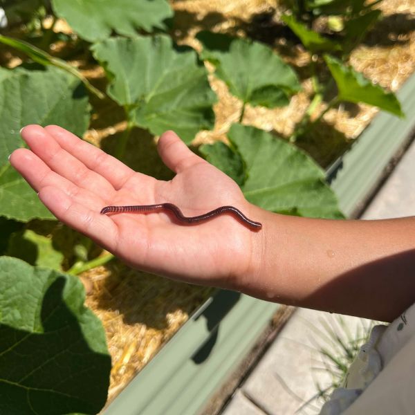 Red Wiggler Composting Worms – Eisenia Andrei for Vermicomposting, Soil Health, and Organic Gardening