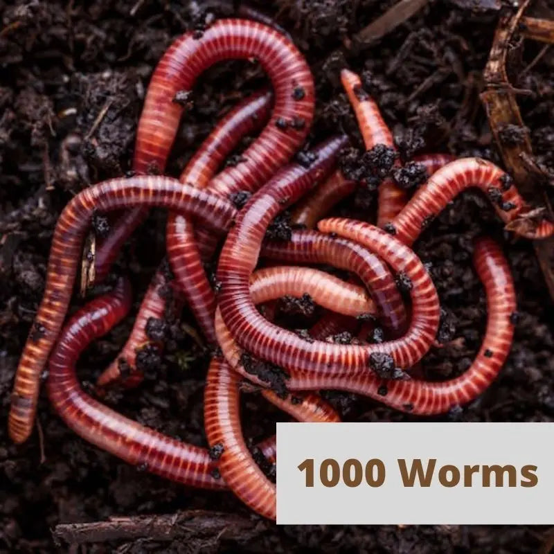 1000 red wigglers