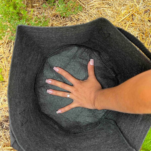 Buy Esienia fiteda composting worms