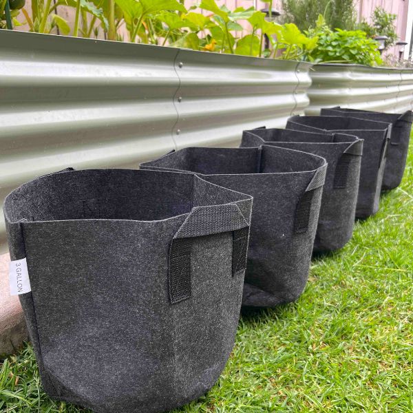 Ecosystem with Esienia fiteda