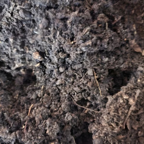 Ecosystem with Esienia fiteda composting worms 1