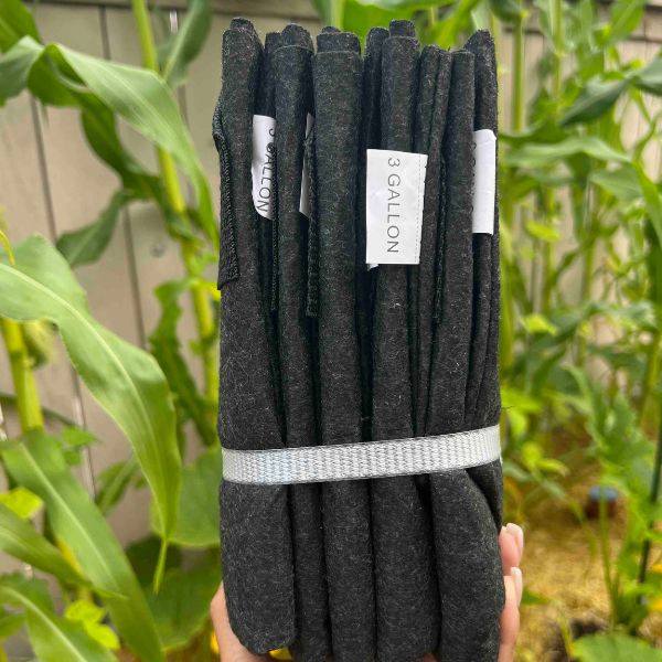 Esienia fiteda for sale