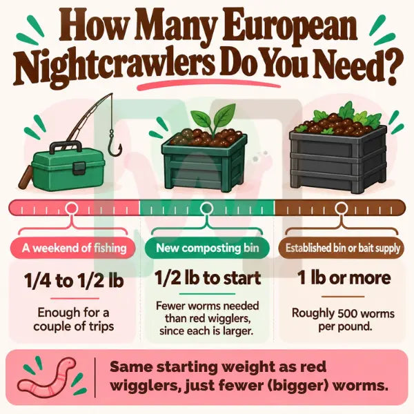 How Many European Nightcrawlers Do You Need
