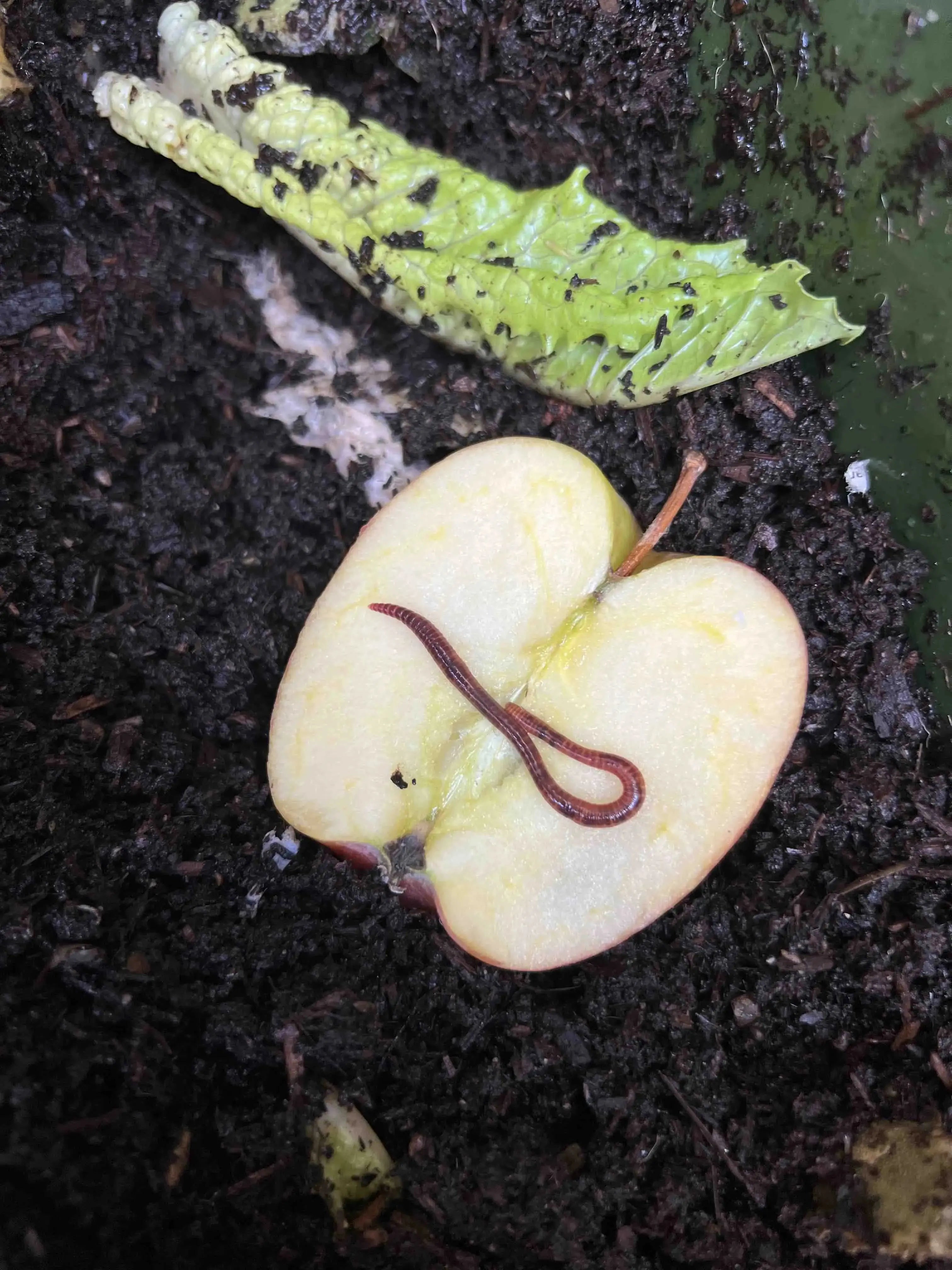 Red Wiggler Composting Worms (SC)