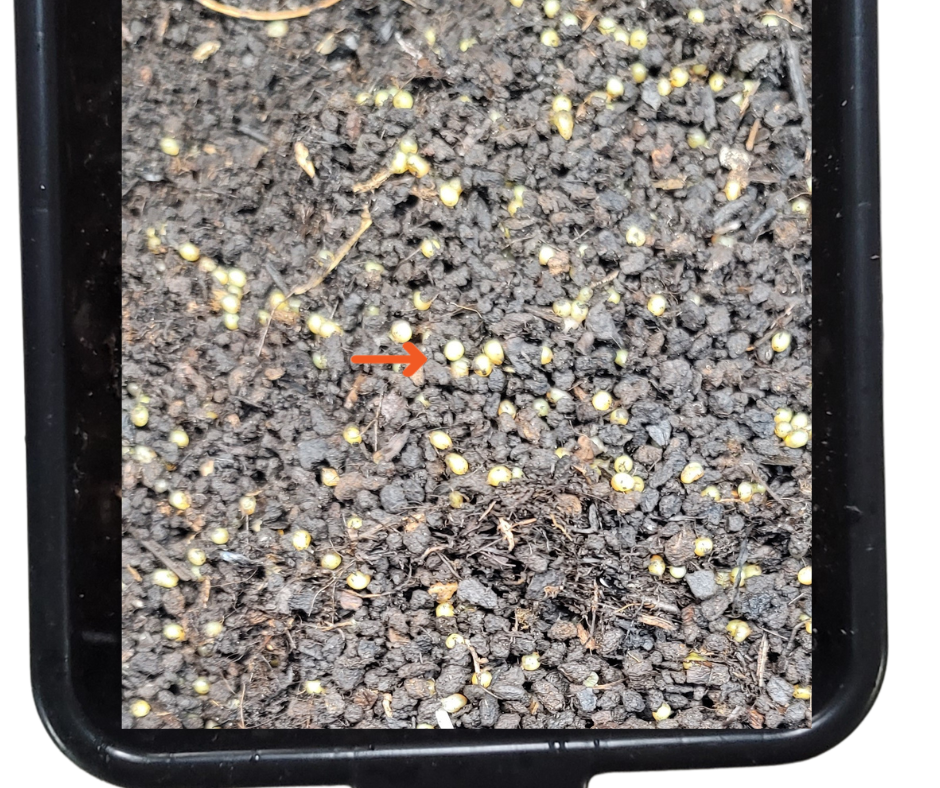 55 Organic Live Red Wiggler Composting Worms (Eisenia Fetida) - USA Bred, Beginner Friendly