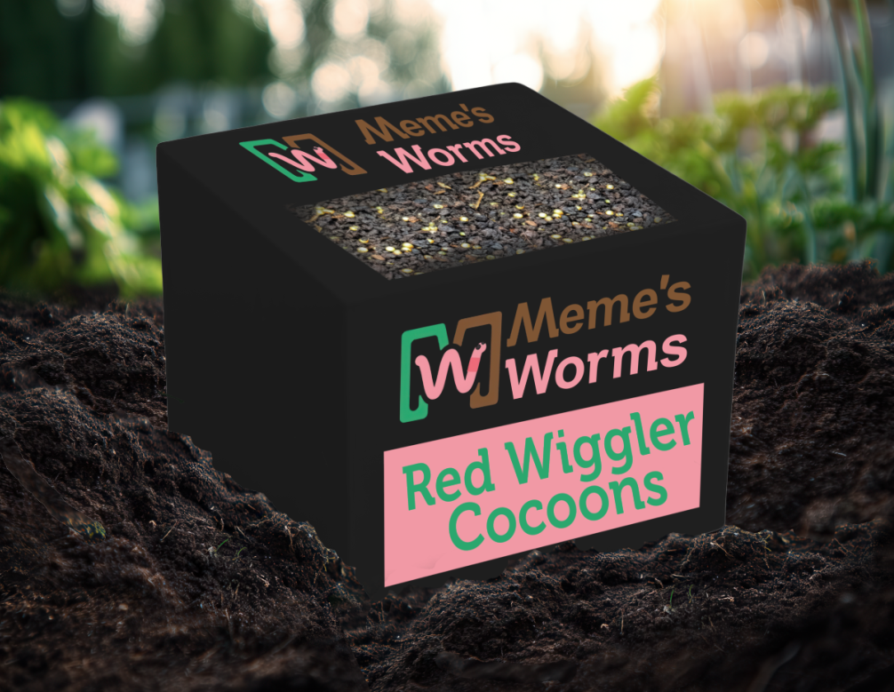 Worm Cocoons Red Wiggler Composting Worms Eisenia fetida