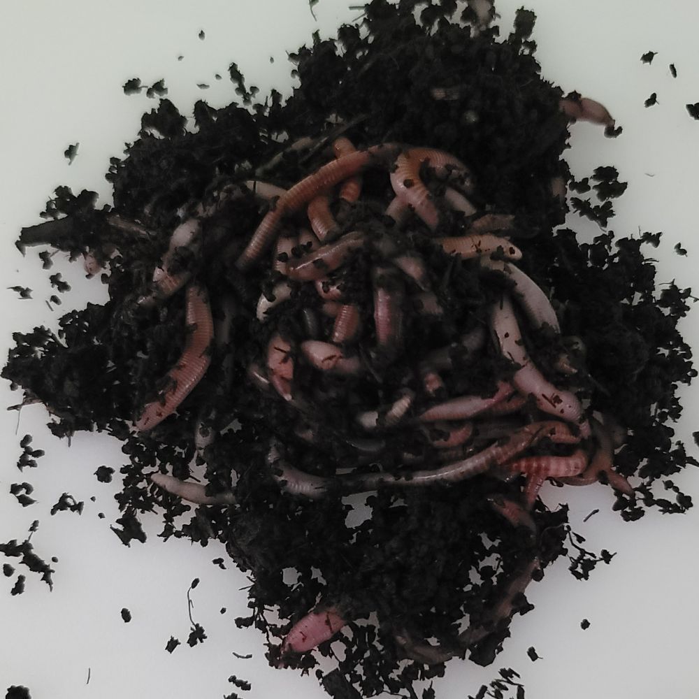 eisenia hortensis for sale