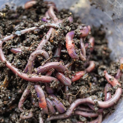 Live Red Wiggler Composting Worms – Eisenia Andrei for Vermicomposting, Soil Health, and Organic Gardening